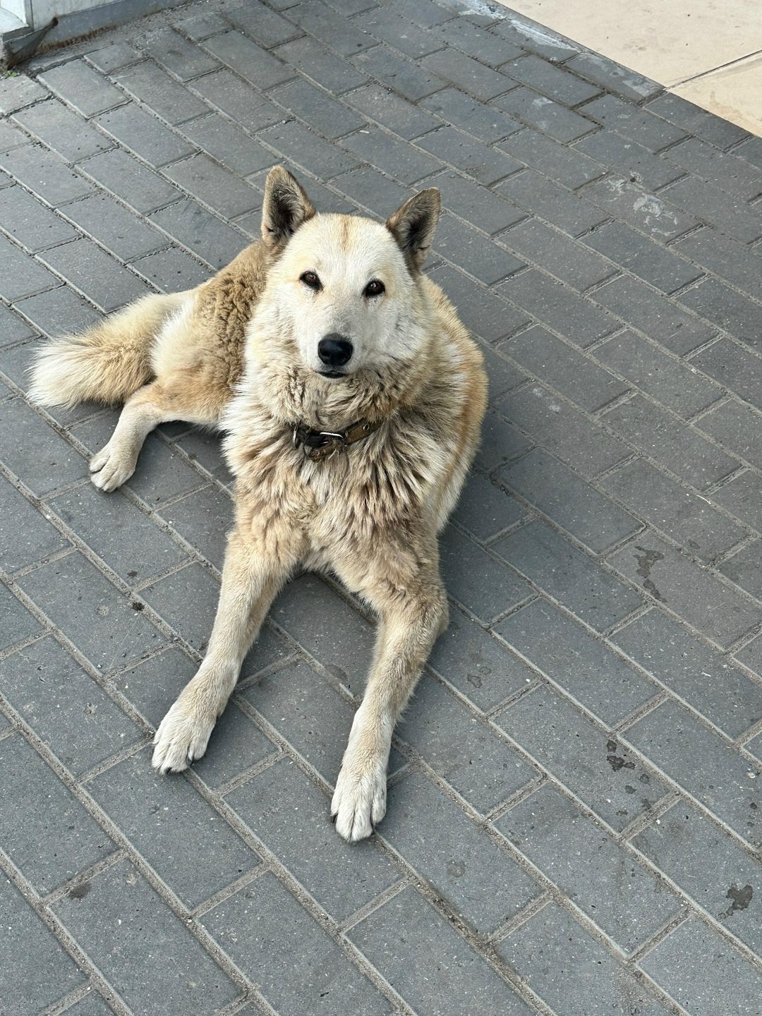 Найдена собака в Калинковичах — КОЛОМНА МО