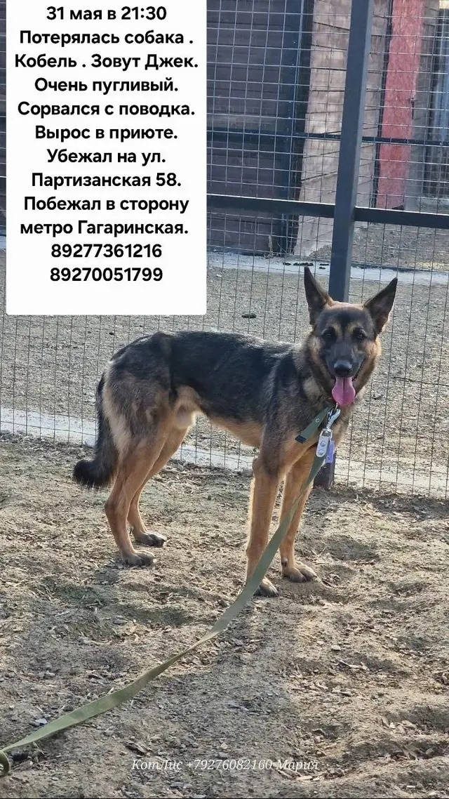 Пропала собака в Калинковичах — САМАРА