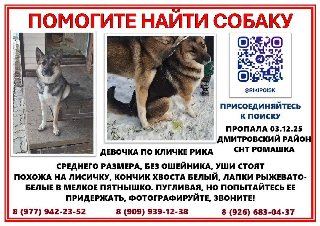 Пропала собака в Калинковичах — ДМИТРОВ МО