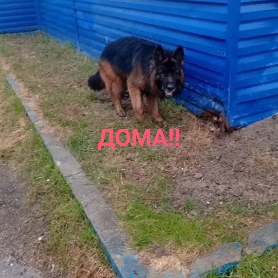Найдена собака в Калинковичах — ДОМА!!❤❤❤