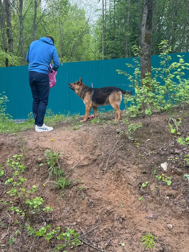 Найдена собака в Калинковичах — СЕРТОЛОВО