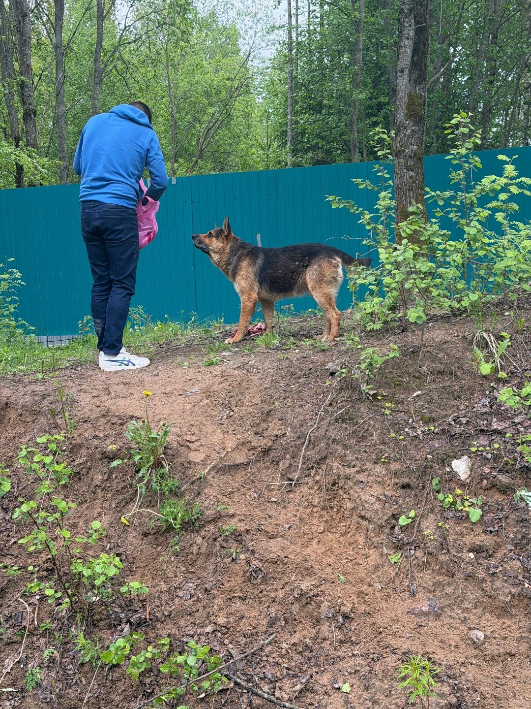 Найдена собака в Калинковичах — СЕРТОЛОВО