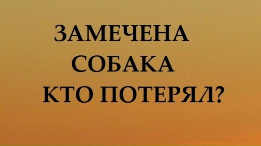 Найдена собака в Калинковичах — ЗАМЕЧЕНА СОБАКА ОВЧАРКА