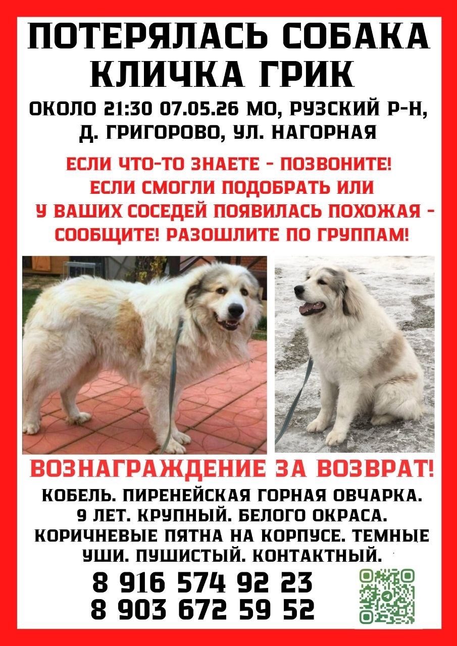 Найдена собака в Калинковичах — РУЗА МО