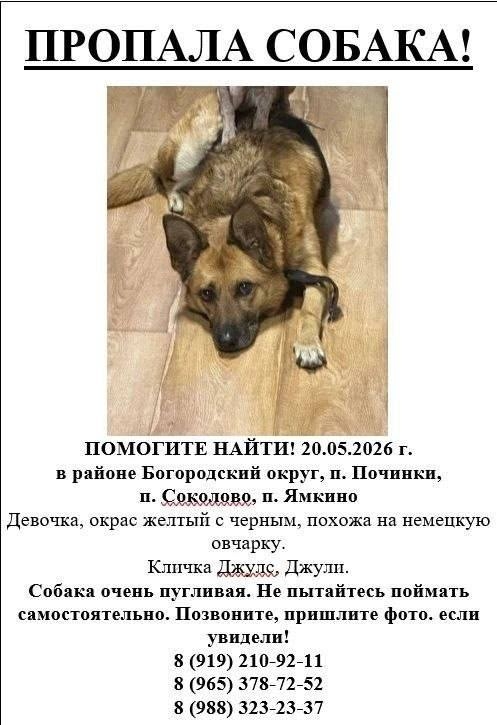 Найдена собака в Калинковичах — Богородский округ, п. Починки,п. Соколово, п. Ямкино МО