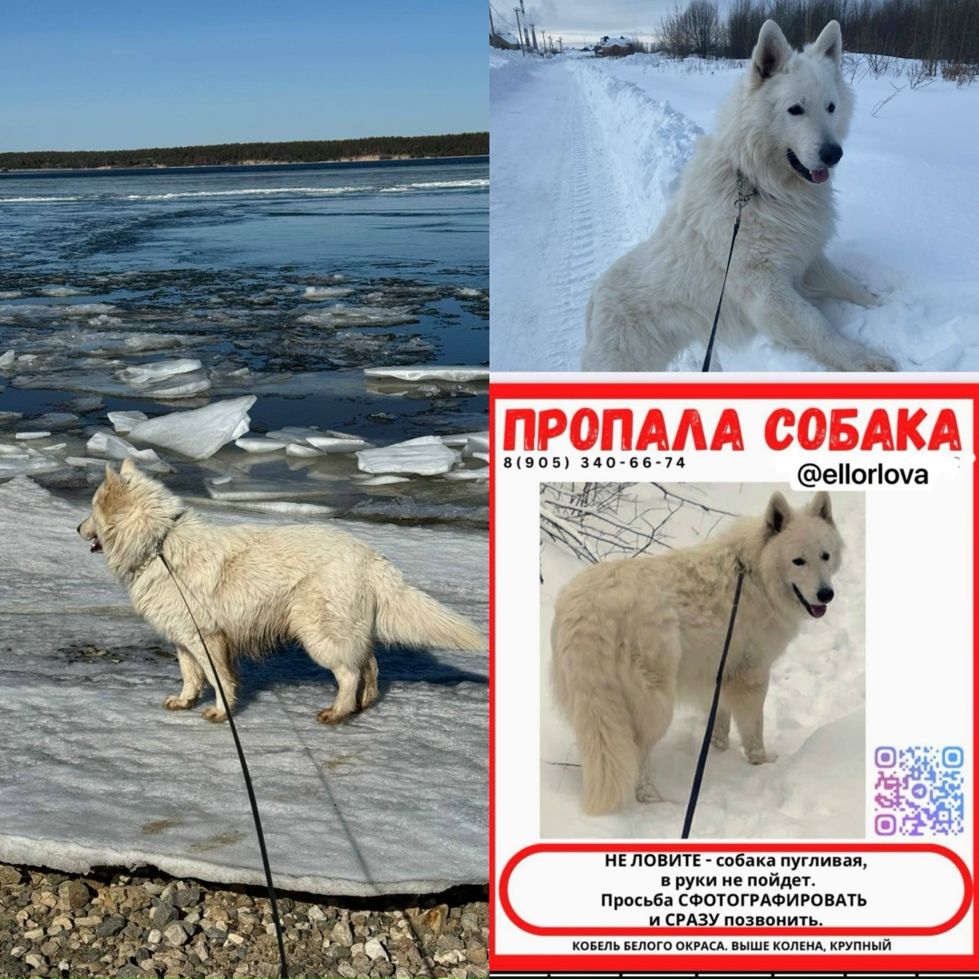 Найдена собака в Калинковичах — ЧЕБОКСАРЫ