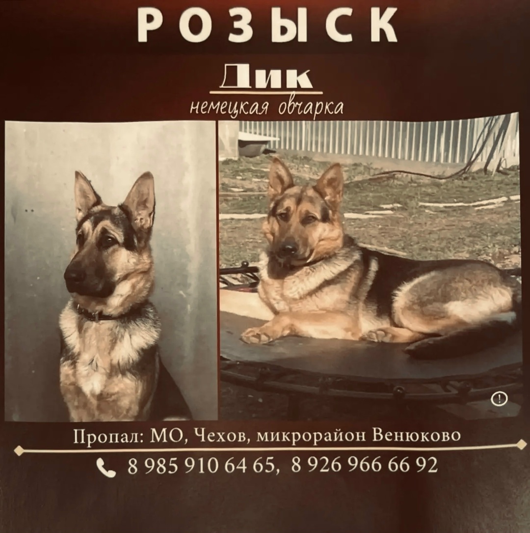 Пропала собака в Калинковичах — д. Венюково, Чеховский район МО