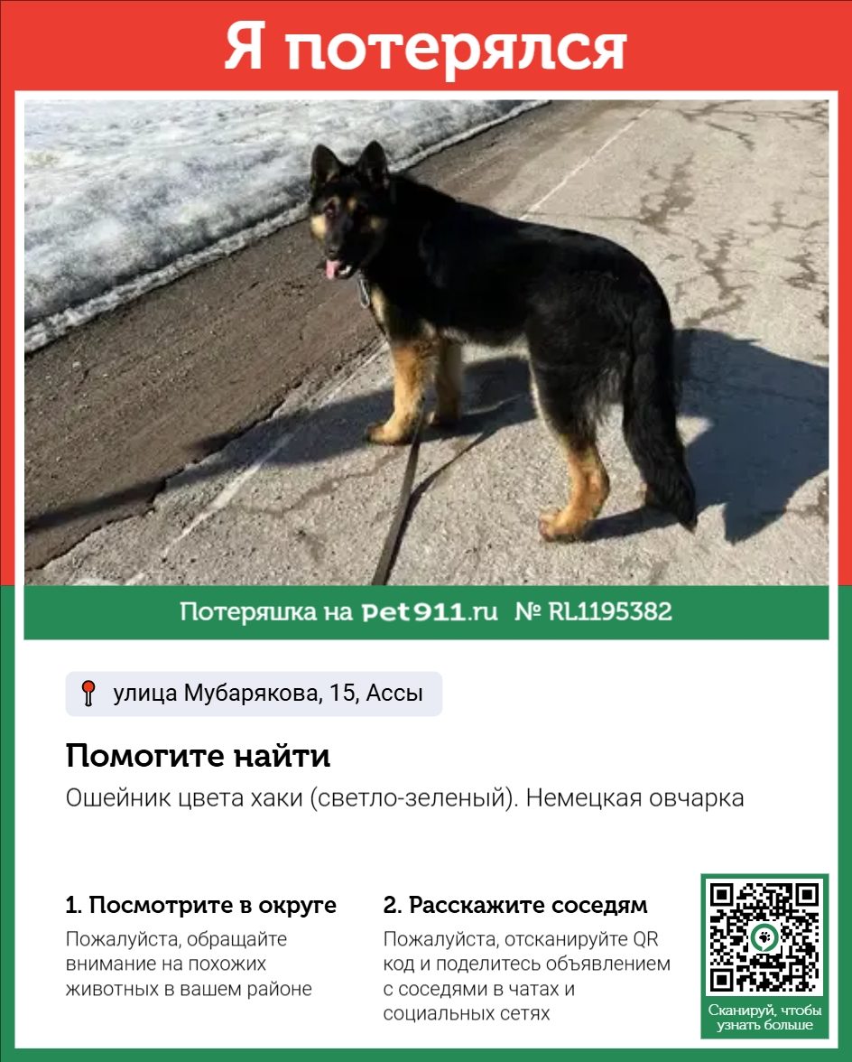 Пропала собака в Калинковичах — фото объявления