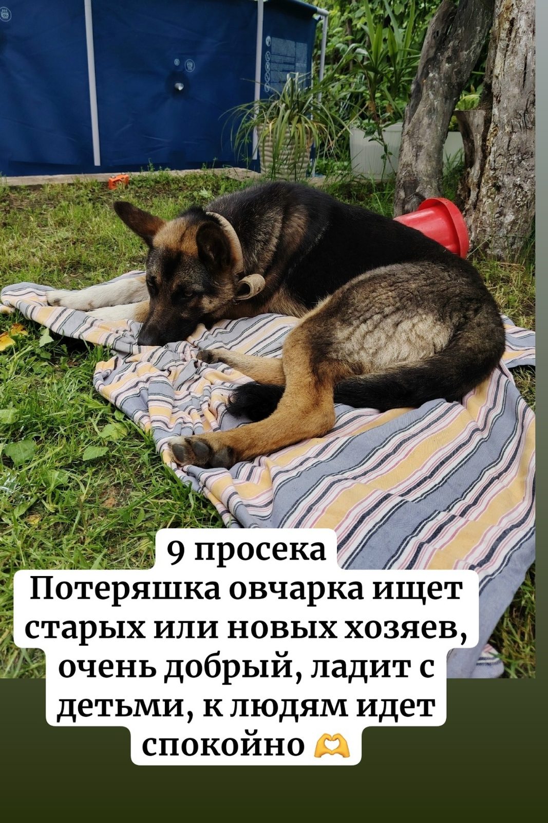 Найдена собака в Калинковичах — САМАРА