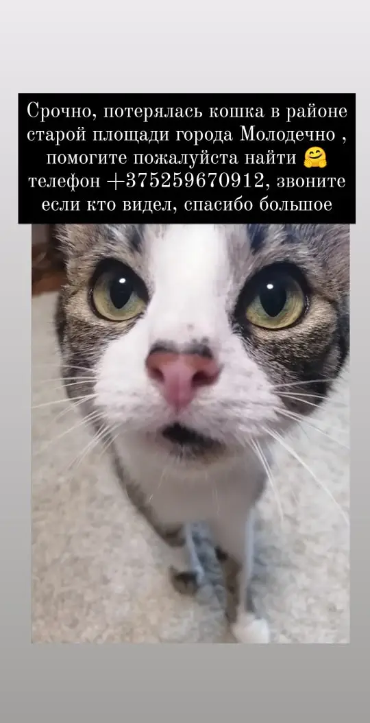 Найденная кошка в Молодечно: Срочно, потерялась кошка в районе старой площади, помогите пожалуйста найти 🤗 телефон +375259670912, звоните… Найдена кошка в Молодечно — Срочно, потерялась кошка в районе старой площади, помогите пожалуйста найти 🤗 телефон +375259670912…