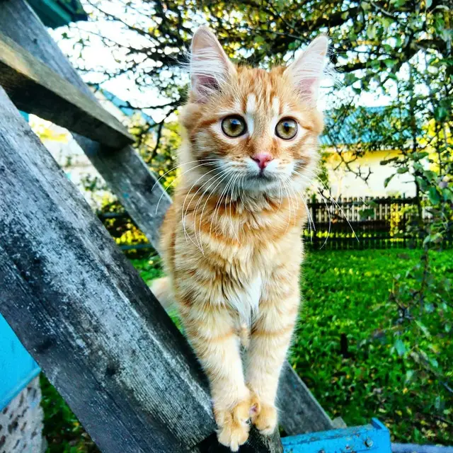Найдена кошка в Молодечно — Внимание! Розыск!🆘