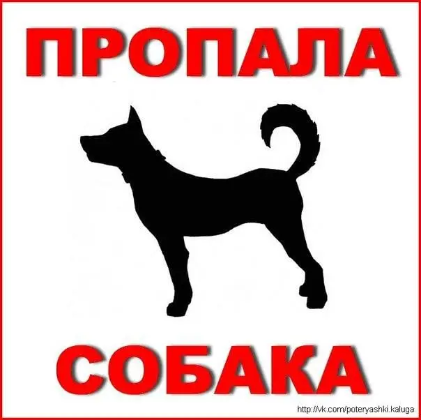 Пропала собака в Молодечно — В ночь 22-23 в районе Комсомольского парка пропал пес Грей, слепой!!!, немецкая овчарка, но хвост…