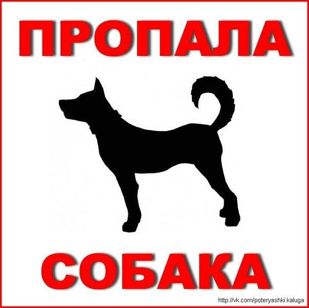 Пропала собака в Молодечно — В ночь 22-23 в районе Комсомольского парка пропал пес Грей, слепой!!!, немецкая овчарка, но хвост…