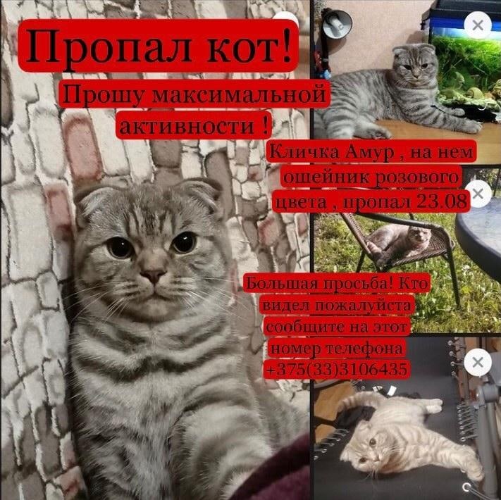 Пропала кошка в Молодечно — Доброго времени суток, кто увидит или подберёт котика позвоните пожалуйсто по этому номеру…