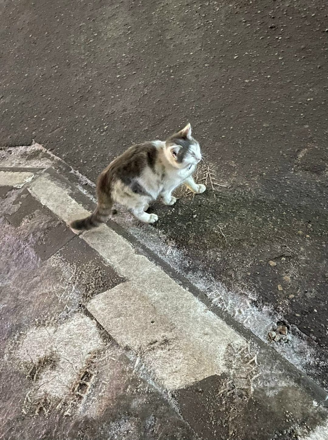 Найдена кошка в Молодечно — Кто потерял кота? Весь день на улице возле Модуля. Мёрзнет.