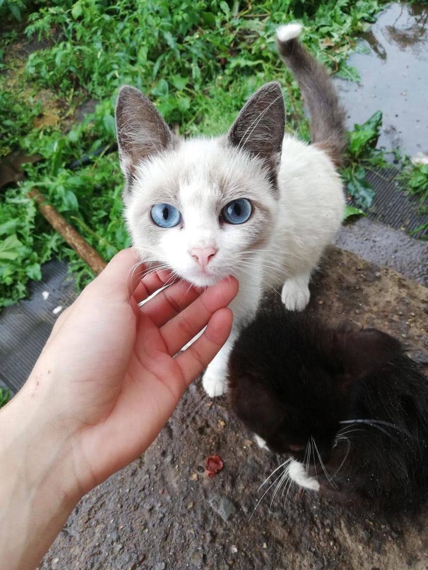 Пропала кошка в Молодечно — фото объявления