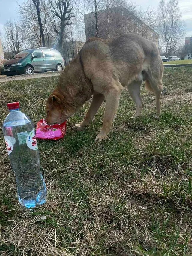 Найдена собака в Молодечно — Несколько дней вот этот крупный парень бродит по городу..