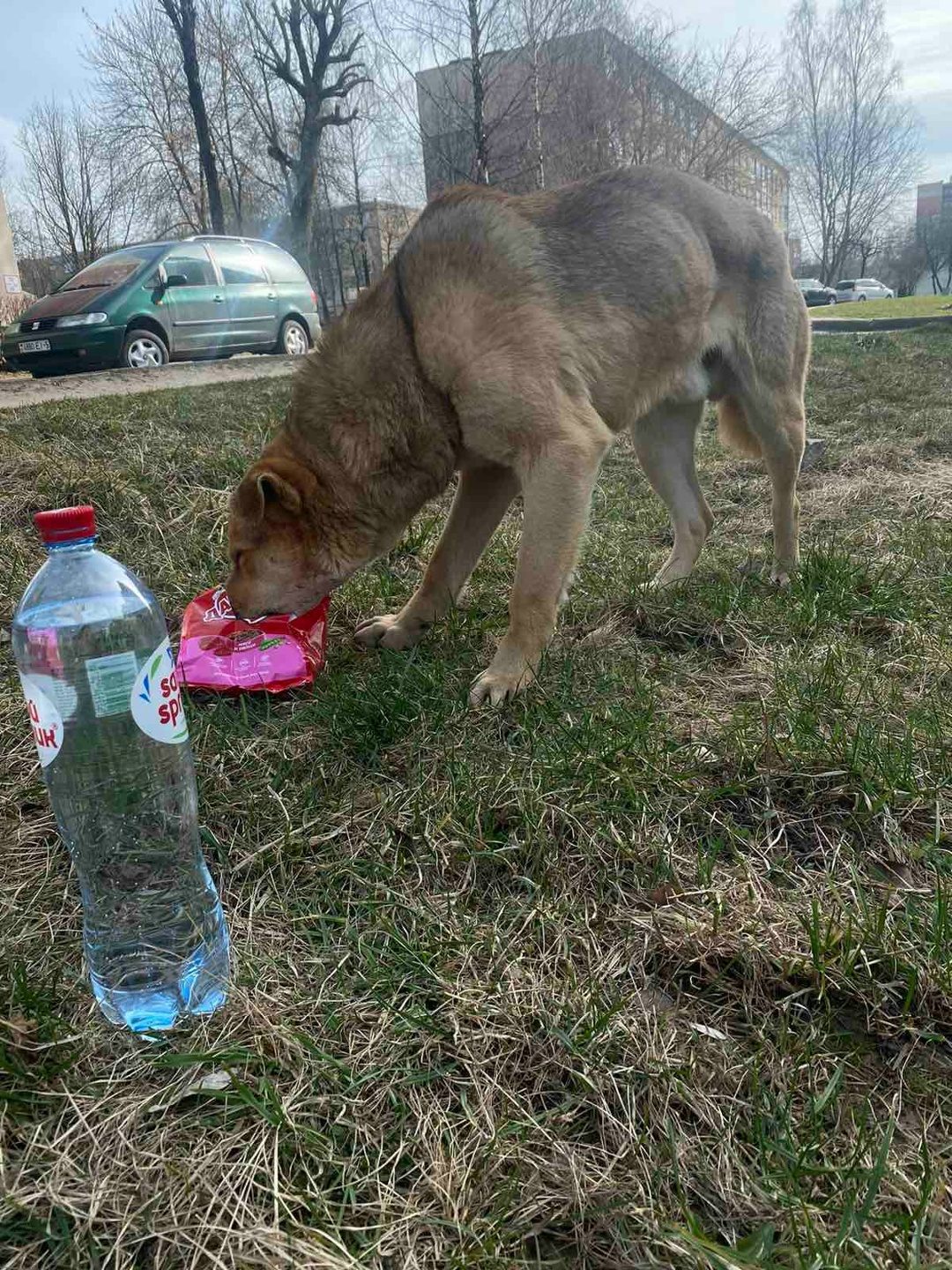 Найдена собака в Молодечно — Несколько дней вот этот крупный парень бродит по городу..