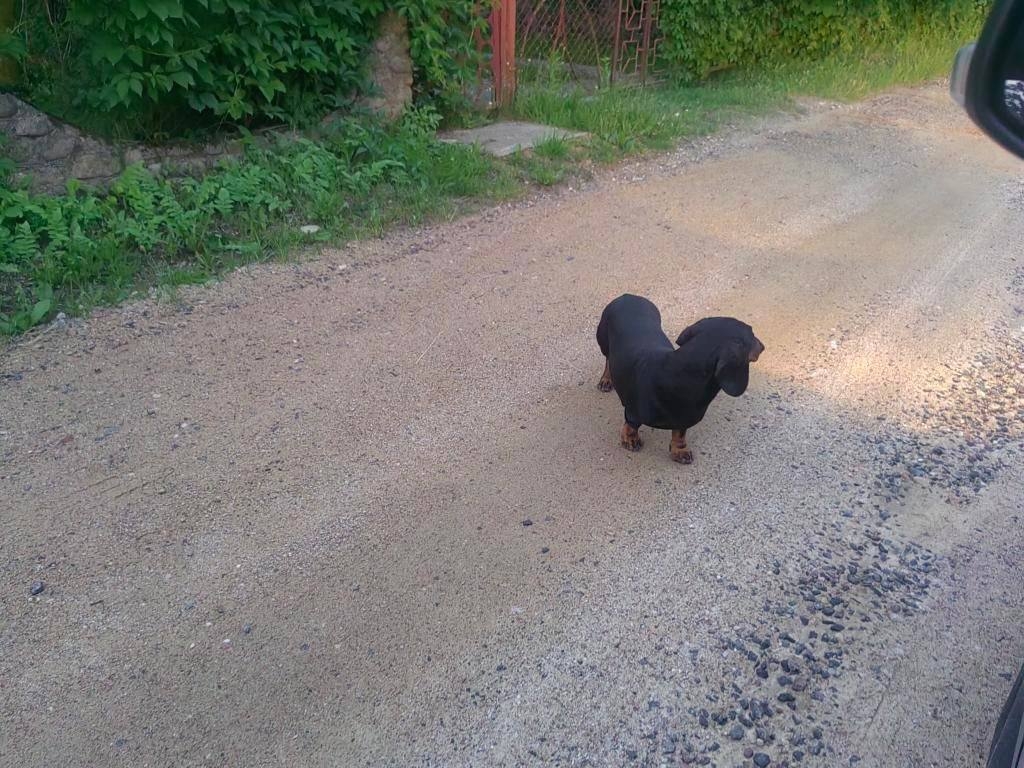 Найдена собака в Молодечно — фото объявления