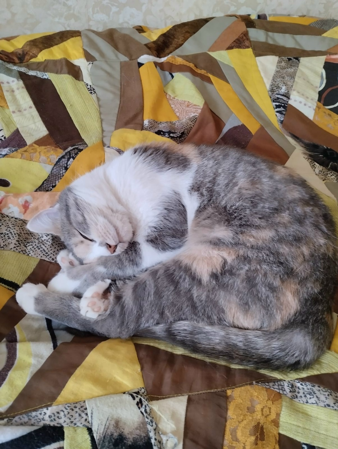 Пропала кошка в Молодечно — фото объявления