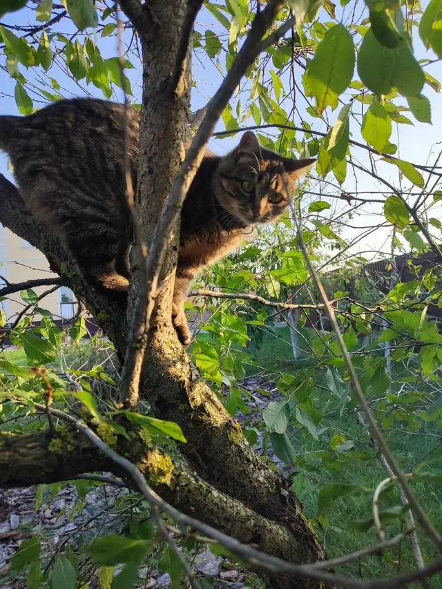 Пропала кошка в Молодечно — фото объявления