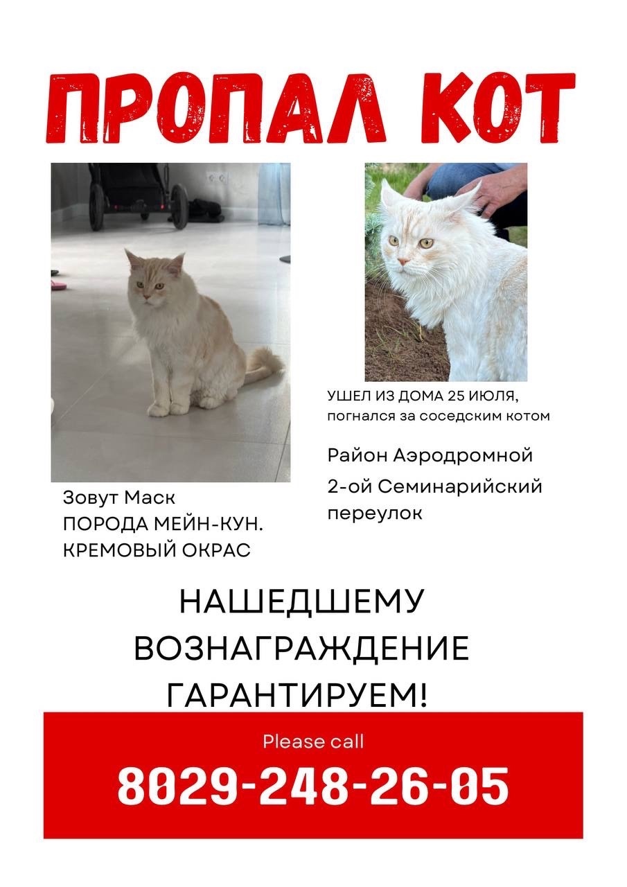 Пропала кошка в Молодечно — фото объявления