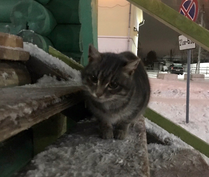 Найдена кошка в Могилёве — г.Шклов, Беларусь
