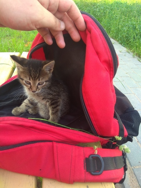 Найдена кошка в Могилёве — Друзья, подобрали малыша на улице, совсем кроха. Срочно ищем добрых и любящих хозяев!!! Наша кошка не…