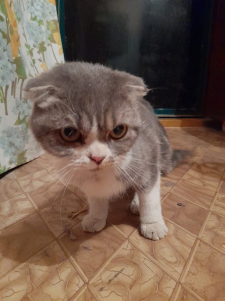 Найдена кошка в Могилёве — фото объявления