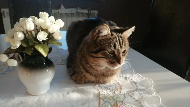 Найденная кошка в Барановичах Найдена кошка в Барановичах — фото объявления