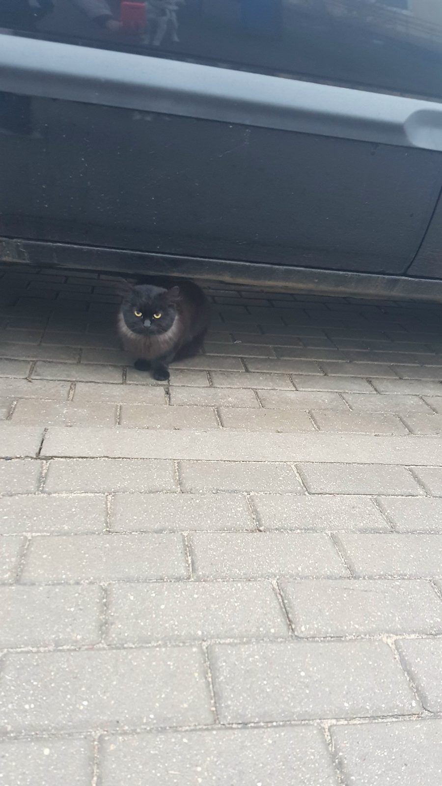 Найдена кошка в Барановичах — Военный городок, красивый кот или кошечка мяучит под машиной. Может кто потерял?