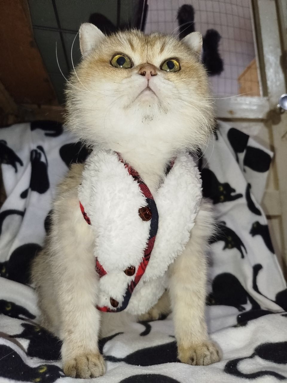 Найдена кошка в Лиде — Животные приюта «Помоги другу» 😻