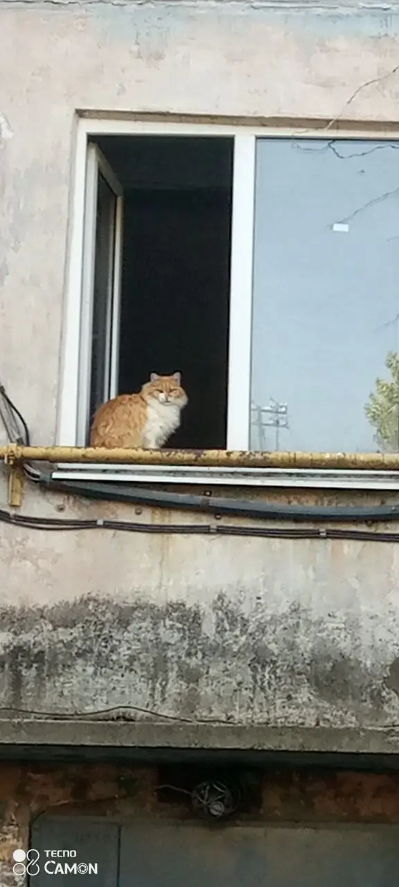 Найдена кошка в Лиде — Обработка [https://vk.com/wall-126222020_144175|кошки Шейлы], которую мы обнаружили, пока искали…