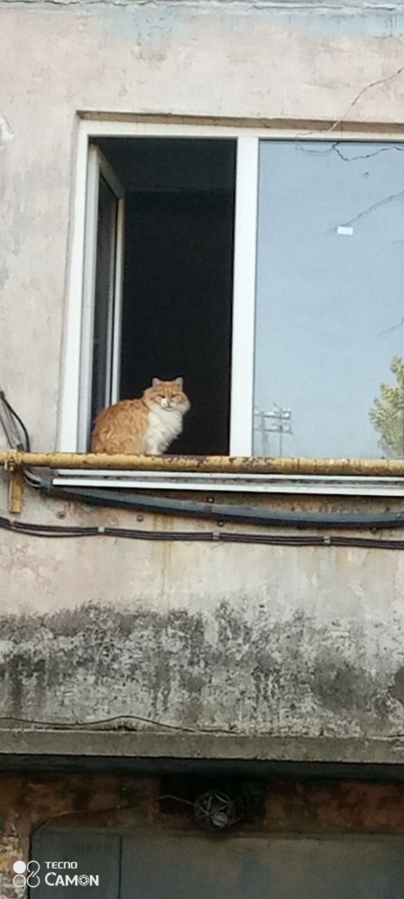 Найдена кошка в Лиде — Обработка [https://vk.com/wall-126222020_144175|кошки Шейлы], которую мы обнаружили, пока искали…