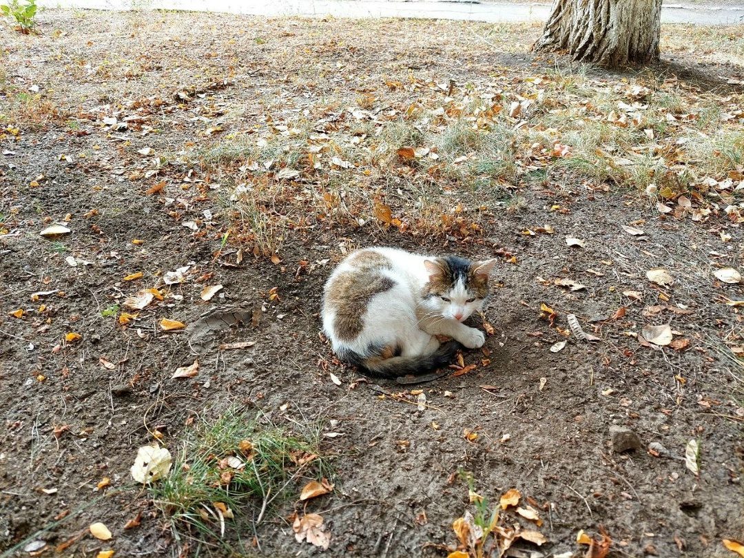 Найдена кошка в Лиде — Две недели назад Мурчик появился на Восточных кварталах рядом со школой. Во-первых, кот подстрижен…