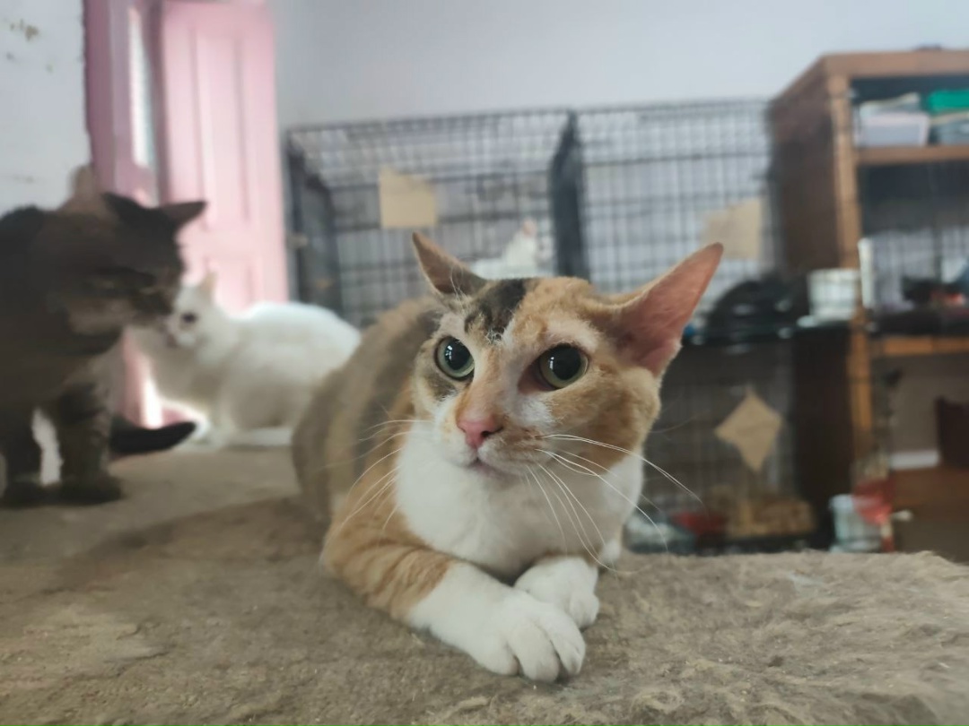 Пропала кошка в Лиде — Животные приюта «Помоги другу» 😻