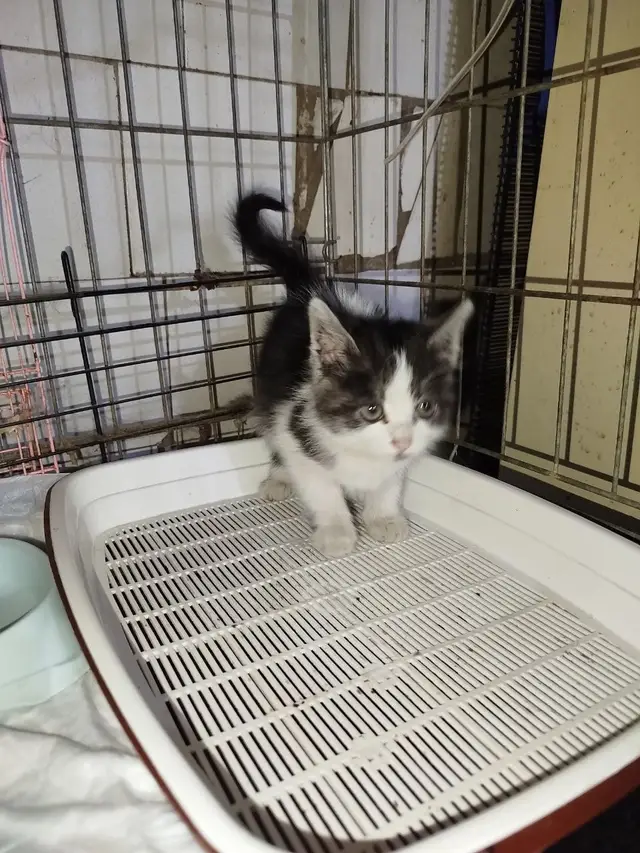Найдена кошка в Лиде — Милая малышка в поисках своей семьи! 🥰