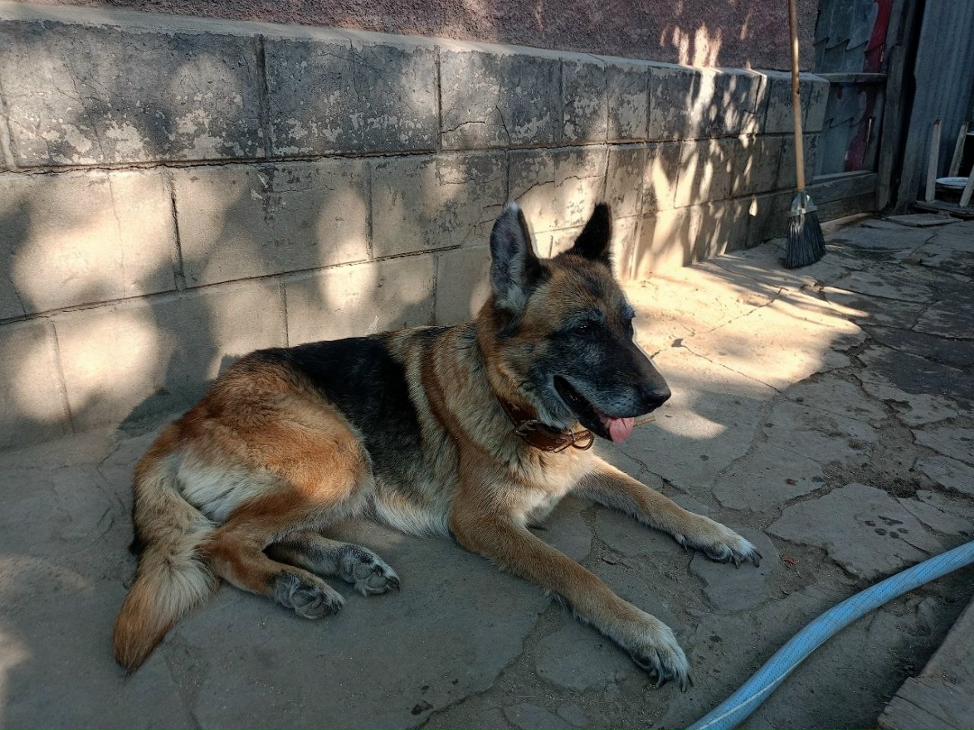Найдена собака в Лиде — Животные приюта «Помоги другу» 🐶