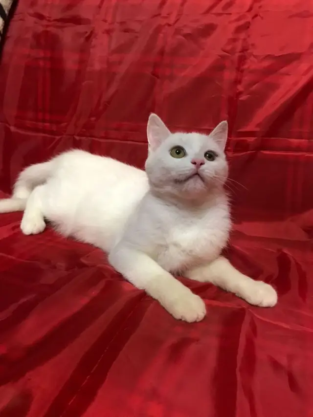Найдена кошка в Лиде — Вот такая белоснежная красавица в поисках дома! 😍