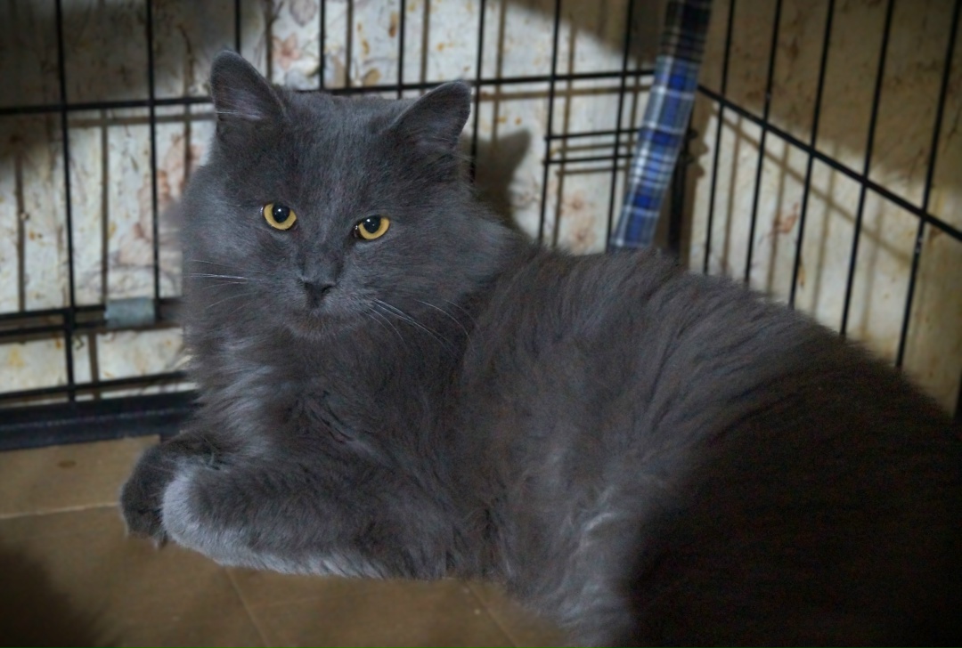 Найдена кошка в Лиде — Животные приюта «Помоги другу» 🐈