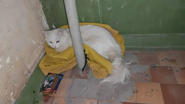 Найдена кошка в Лиде — Про [https://vk.com/wall-126222020_152924|Снежка, найденного в подъезде на квартале Комарова]…