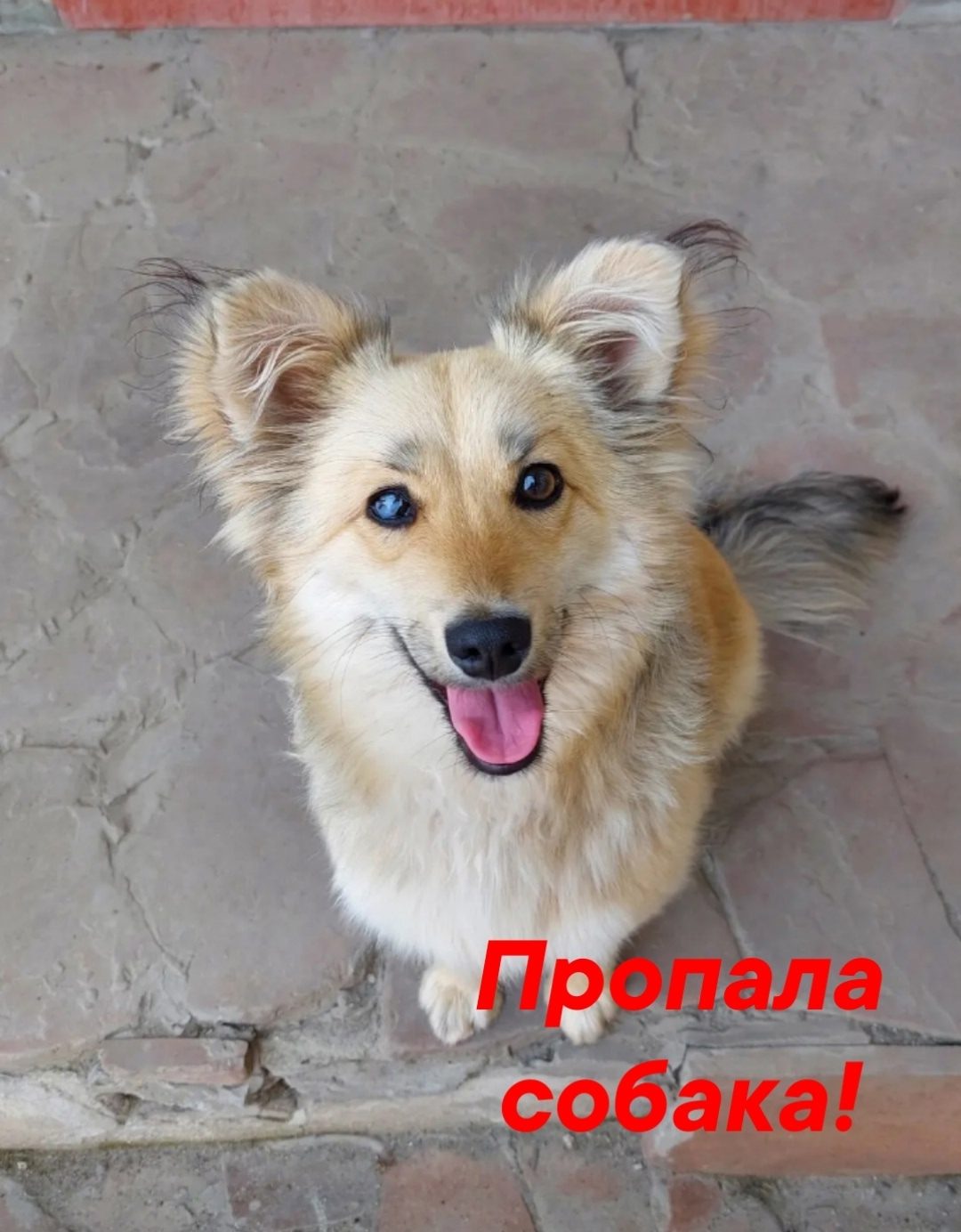 Найдена собака в Лиде — фото объявления