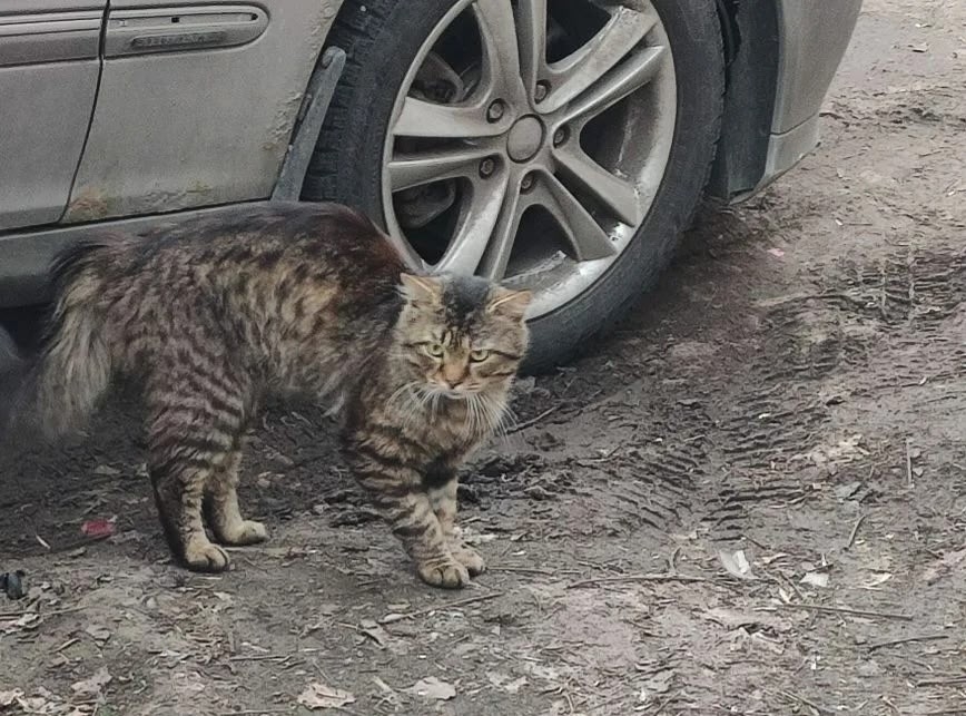 Найдена кошка в Лиде — Чей потеряшка?
