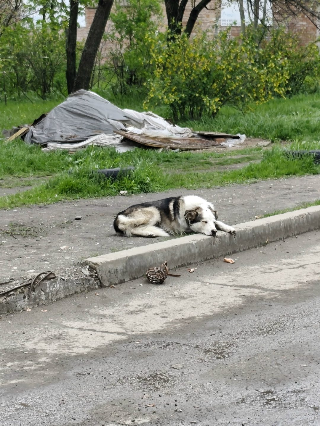 Найдена собака в Лиде — ЧЬЯ СОБАКА??? ⁉