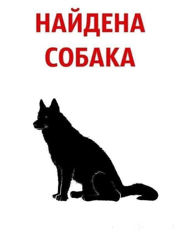 Найдена собака в Лиде — https://vk.ru/id113211336