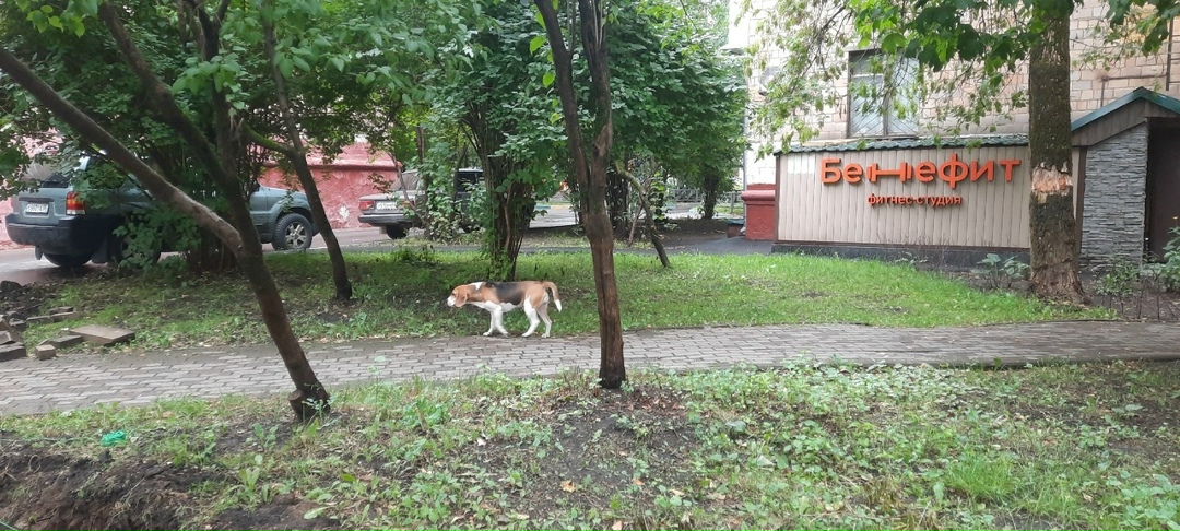 Найдена собака в Слониме — г. Москва, СЗАО, р-н Щукино