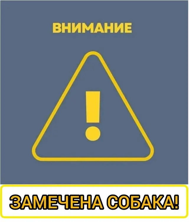 Найдена собака в Слониме — СОБАКА В БЕДЕ‼️