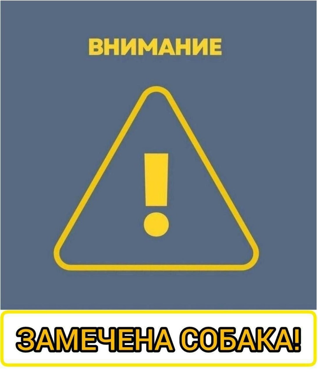 Найдена собака в Слониме — СОБАКА В БЕДЕ‼️