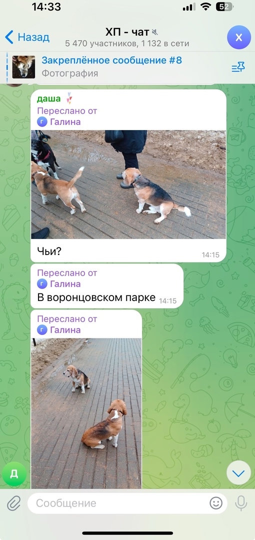 Найдена собака в Слониме — г. Москва, ЮЗАО, Обручевский р-н, Воронцовский парк