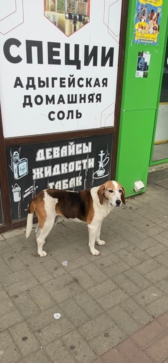 Найдена собака в Слониме — Адыгея